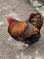 Junger Orpington-Hahn sucht neue Hühnerschar