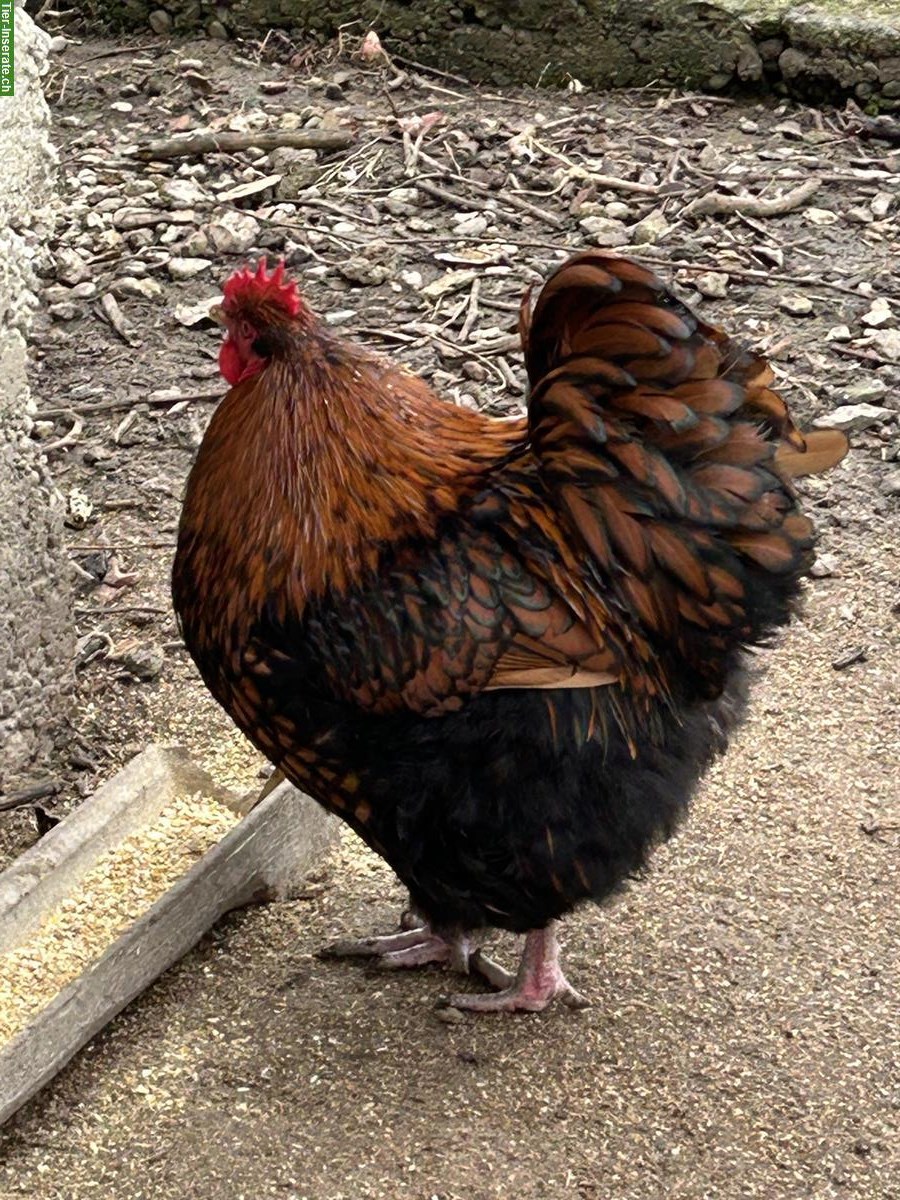 Bild 2: Junger Orpington-Hahn sucht neue Hühnerschar