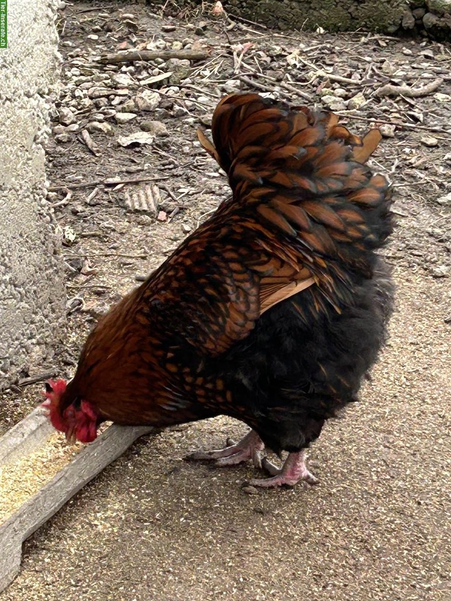 Bild 3: Junger Orpington-Hahn sucht neue Hühnerschar