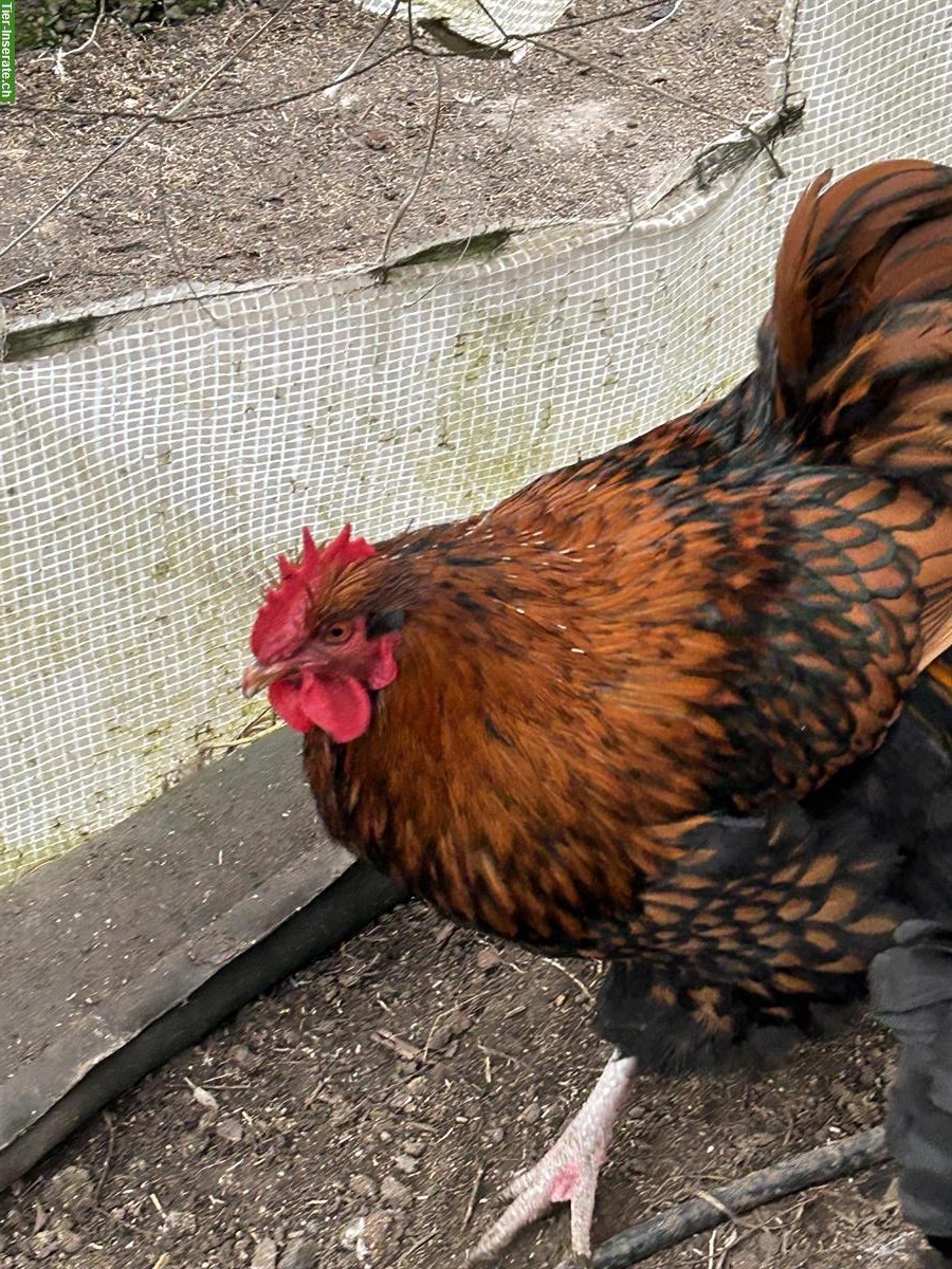 Bild 4: Junger Orpington-Hahn sucht neue Hühnerschar