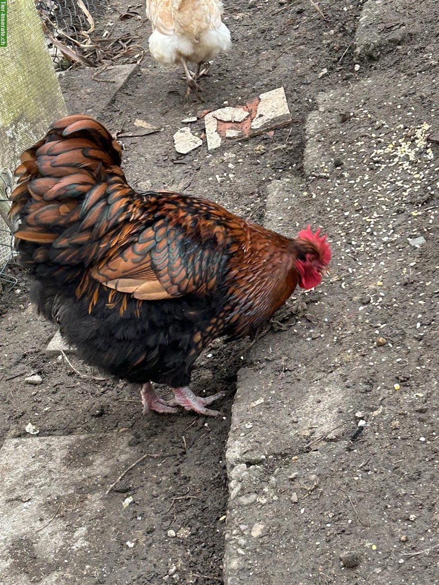 Bild 5: Junger Orpington-Hahn sucht neue Hühnerschar