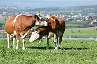 Landwirt EFZ sucht Hof / Pachtland evt. Kauf