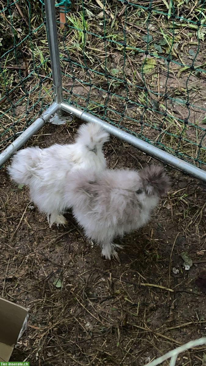 Seidenhuhn / Showgirl Junghenne