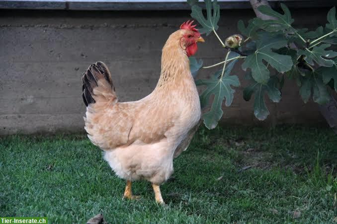 Bionda Piemontese Hühner GESUCHT
