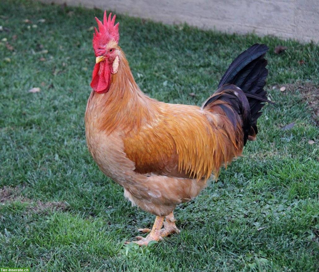 Bild 2: Bionda Piemontese Hühner GESUCHT