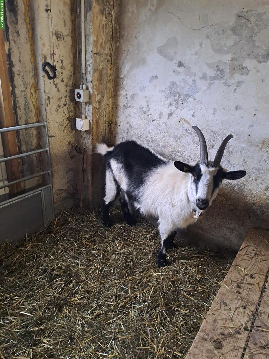 2 reinrassige Pfauenziegen, weiblich, evtl. trächtig