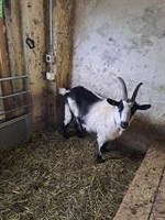 Reinrassige Pfauenziege, weiblich, evtl. trächtig