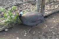 Zuchtfähiger Perlhahn abzugeben, evtl. Zuchtpaar