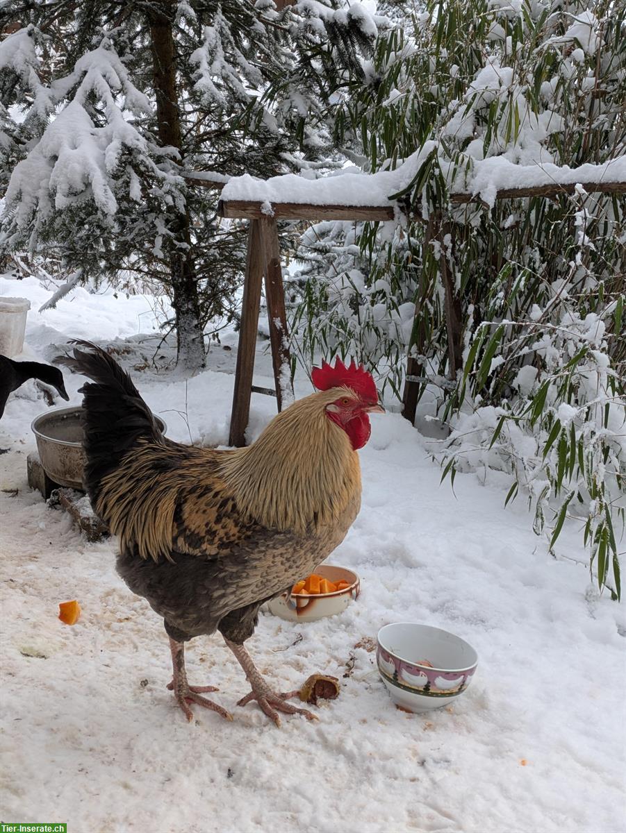 Marans Junghahn aus Naturbrut gratis abzugeben