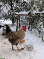 Marans Junghahn aus Naturbrut gratis abzugeben