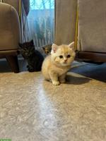 Britisch Kurzhaar Kitten, stubenrein suchen ein Zuhause