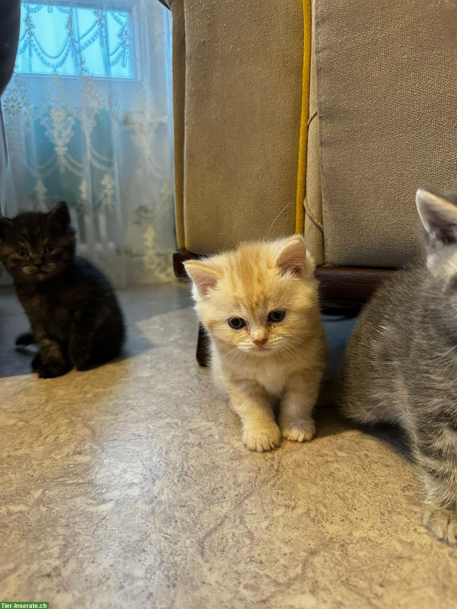 Bild 2: Britisch Kurzhaar Kitten, stubenrein suchen ein Zuhause