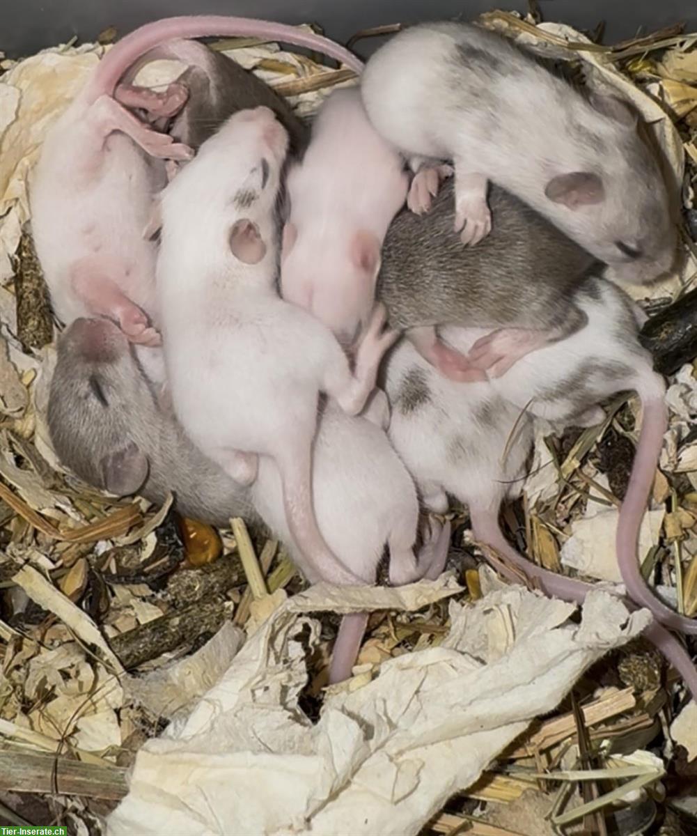 Junge Farbmäuschen suchen ein artgerechtes Zuhause