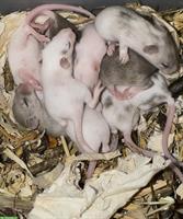 Junge Farbmäuschen suchen ein artgerechtes Zuhause