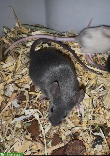 Bild 4: Junge Farbmäuschen suchen ein artgerechtes Zuhause