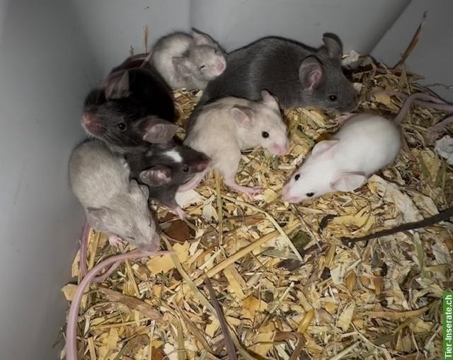 Bild 5: Junge Farbmäuschen suchen ein artgerechtes Zuhause