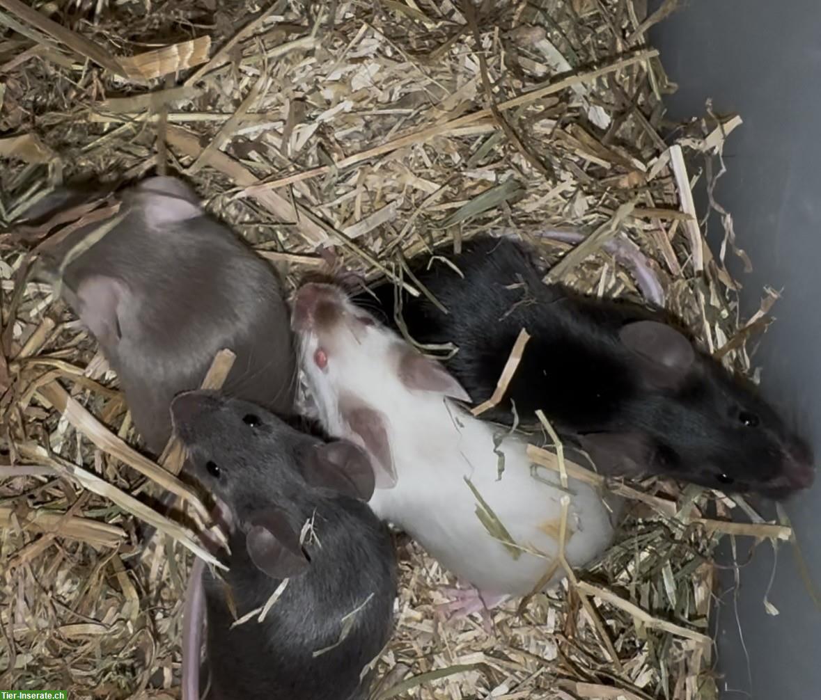 Bild 6: Junge Farbmäuschen suchen ein artgerechtes Zuhause