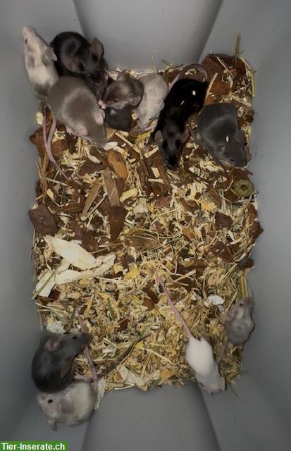 Bild 7: Junge Farbmäuschen suchen ein artgerechtes Zuhause