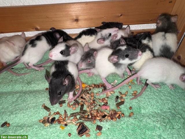 Junge Ratten w & m suchen ein artgerechtes Zuhause