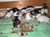 Junge Ratten w & m suchen ein artgerechtes Zuhause
