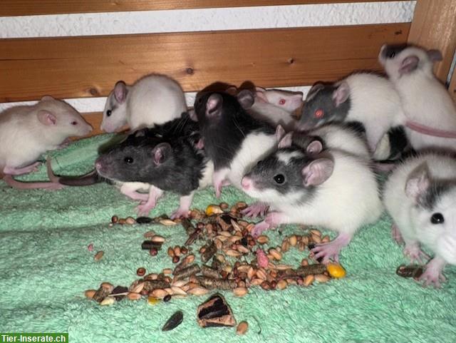 Bild 2: Junge Ratten w & m suchen ein artgerechtes Zuhause