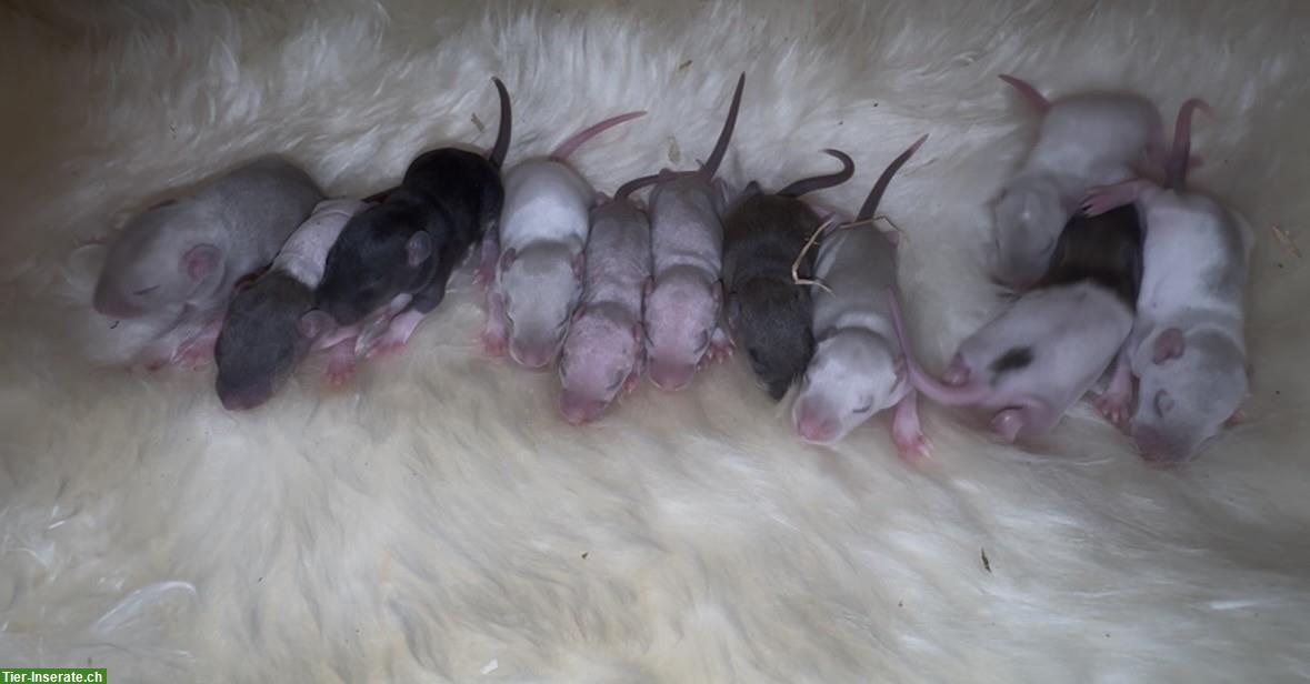 Bild 3: Junge Ratten w & m suchen ein artgerechtes Zuhause