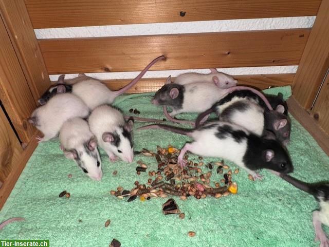 Bild 4: Junge Ratten w & m suchen ein artgerechtes Zuhause