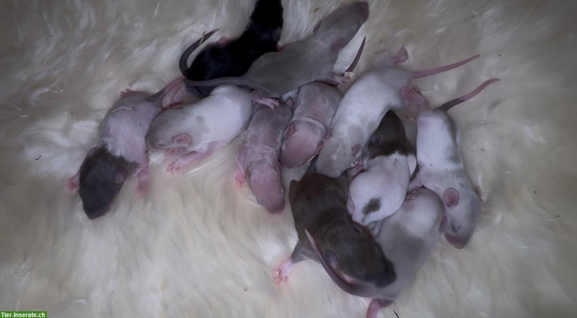 Bild 5: Junge Ratten w & m suchen ein artgerechtes Zuhause