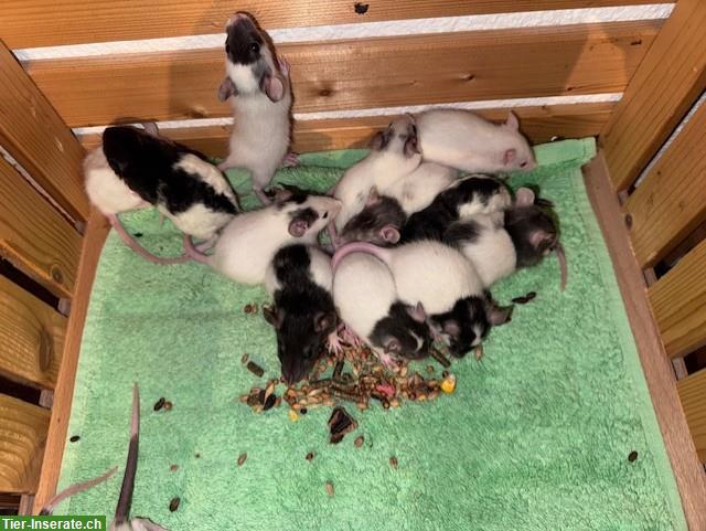 Bild 6: Junge Ratten w & m suchen ein artgerechtes Zuhause