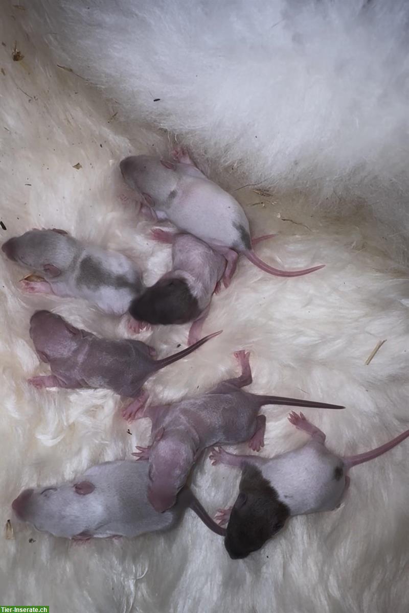 Bild 7: Junge Ratten w & m suchen ein artgerechtes Zuhause