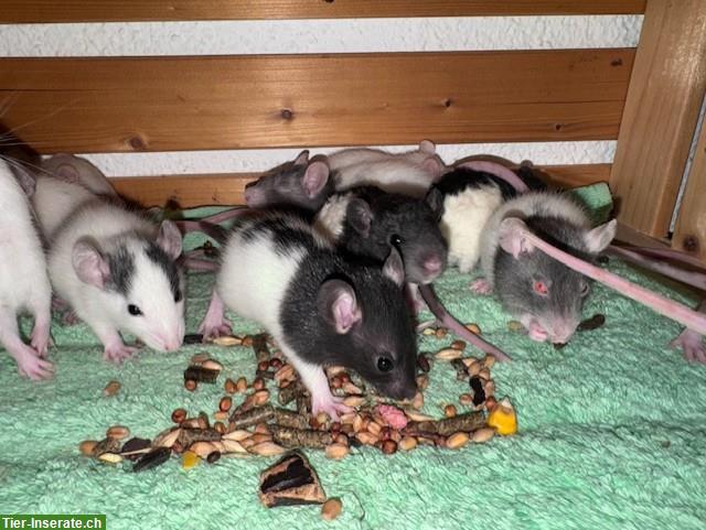 Bild 8: Junge Ratten w & m suchen ein artgerechtes Zuhause