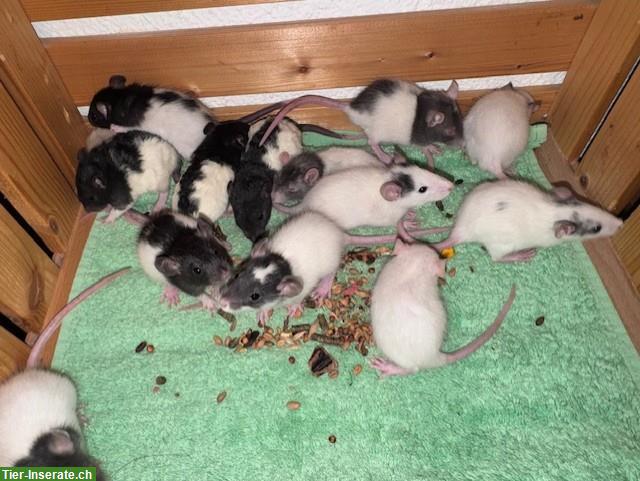 Bild 9: Junge Ratten w & m suchen ein artgerechtes Zuhause