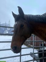 CH-Warmblut Wallach, Freizeitpferd sucht Lebensplatz