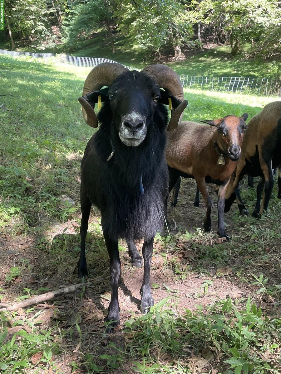 Kamerunschaf-Widder (2019) zu verkaufen