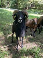 Kamerunschaf-Widder (2019) zu verkaufen