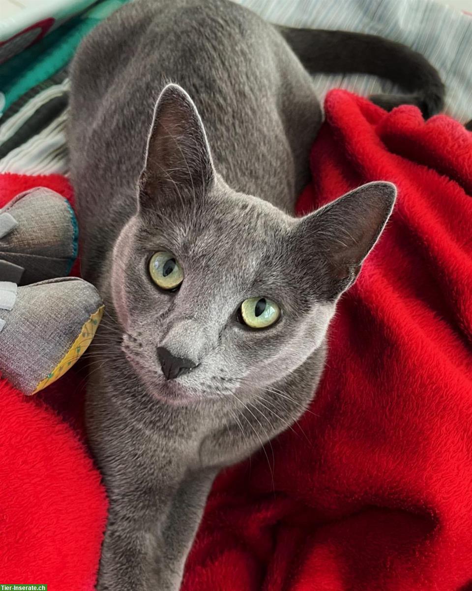 Bild 2: Russisch Blau Kitten, stubenrein