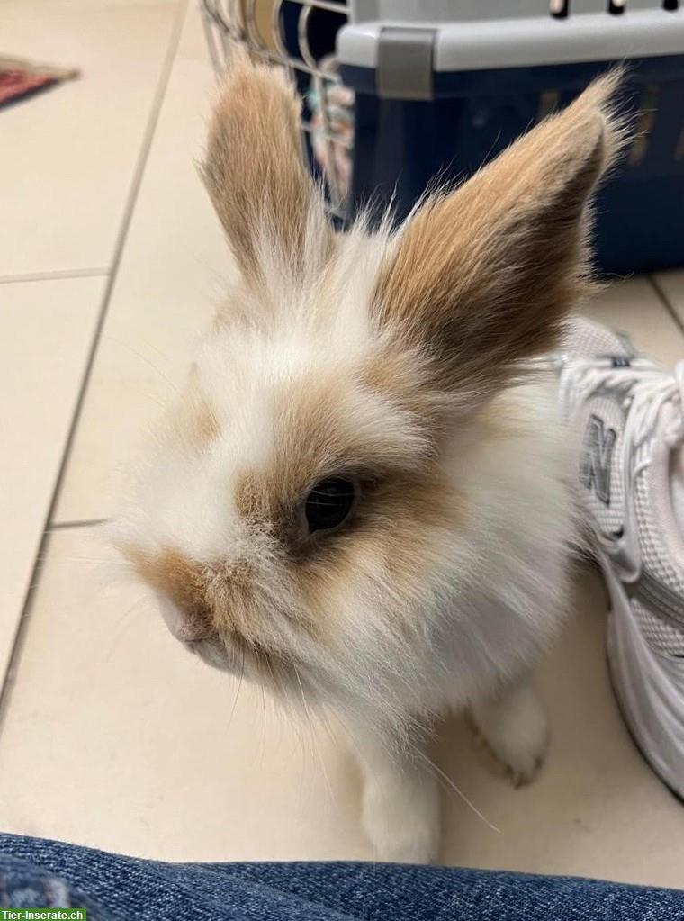 Süsse, aktive Löwenkopf Zwergkaninchen abzugeben