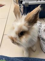 Süsse, aktive Löwenkopf Zwergkaninchen abzugeben