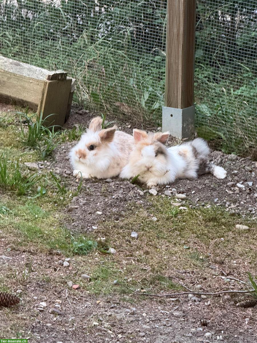 Bild 2: Süsse, aktive Löwenkopf Zwergkaninchen abzugeben