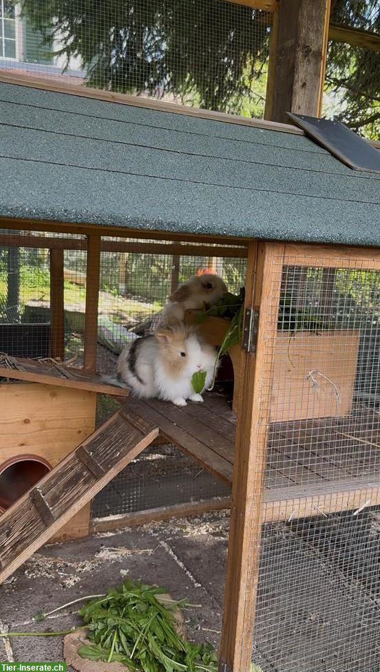 Bild 3: Süsse, aktive Löwenkopf Zwergkaninchen abzugeben