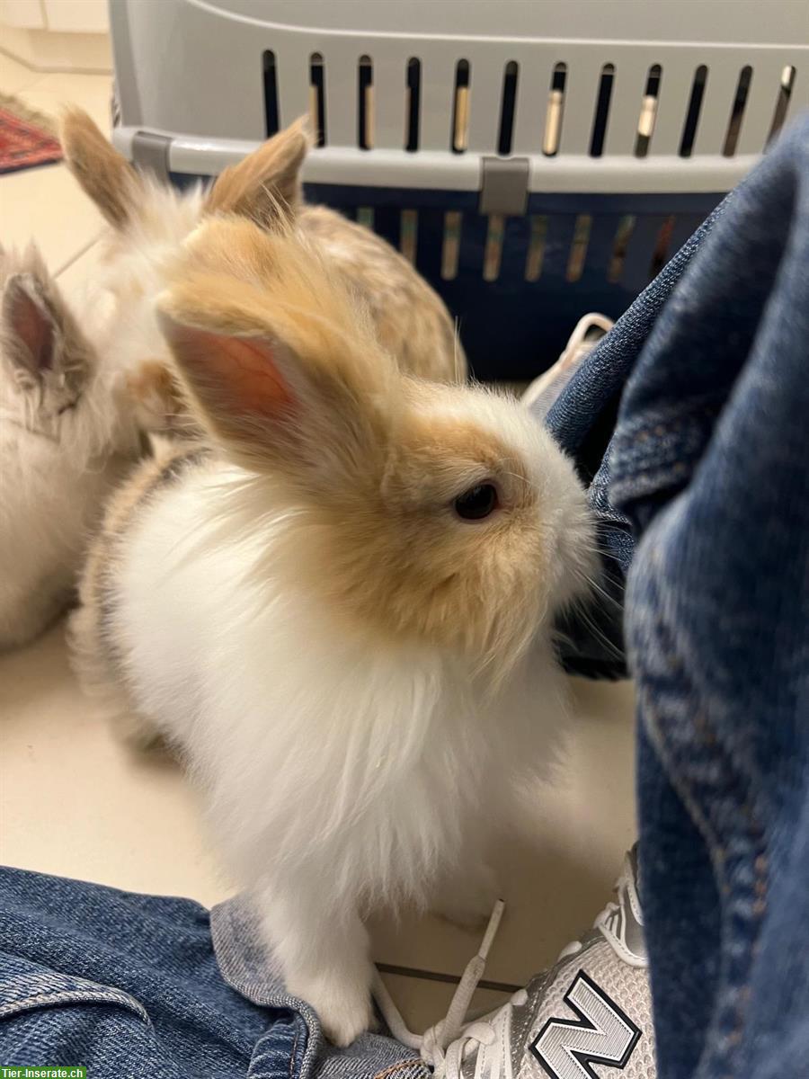 Bild 4: Süsse, aktive Löwenkopf Zwergkaninchen abzugeben