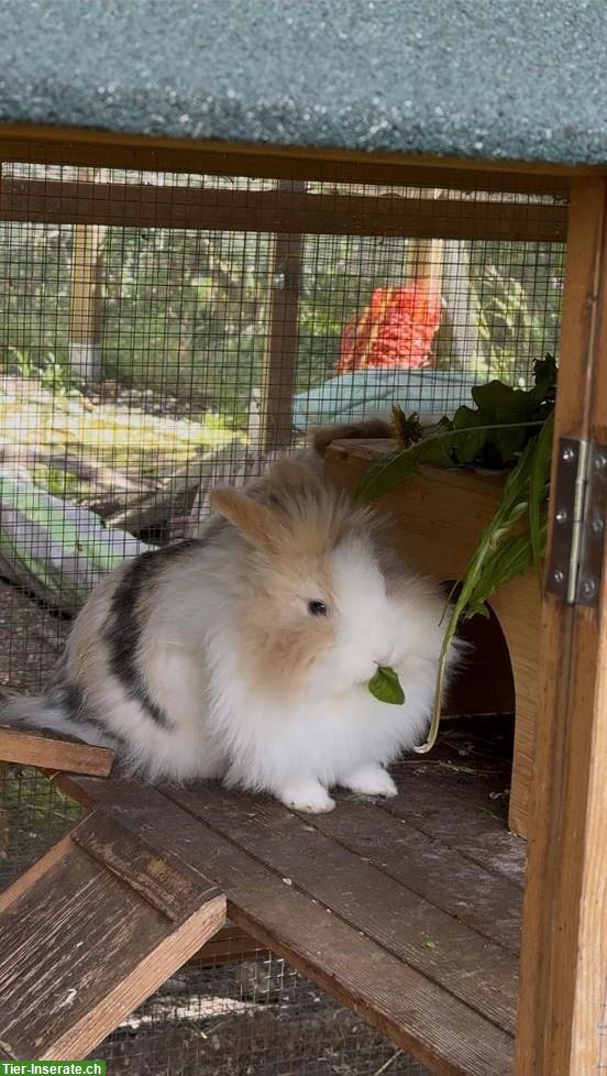 Bild 5: Süsse, aktive Löwenkopf Zwergkaninchen abzugeben
