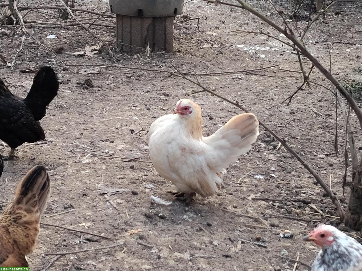 Europäische Serama Hennen, klein, sehr menschenbezogen