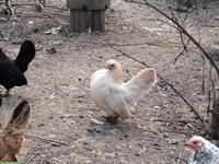 Europäische Serama Hennen, klein, sehr menschenbezogen