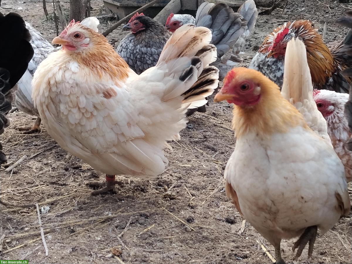 Bild 2: Europäische Serama Hennen, klein, sehr menschenbezogen