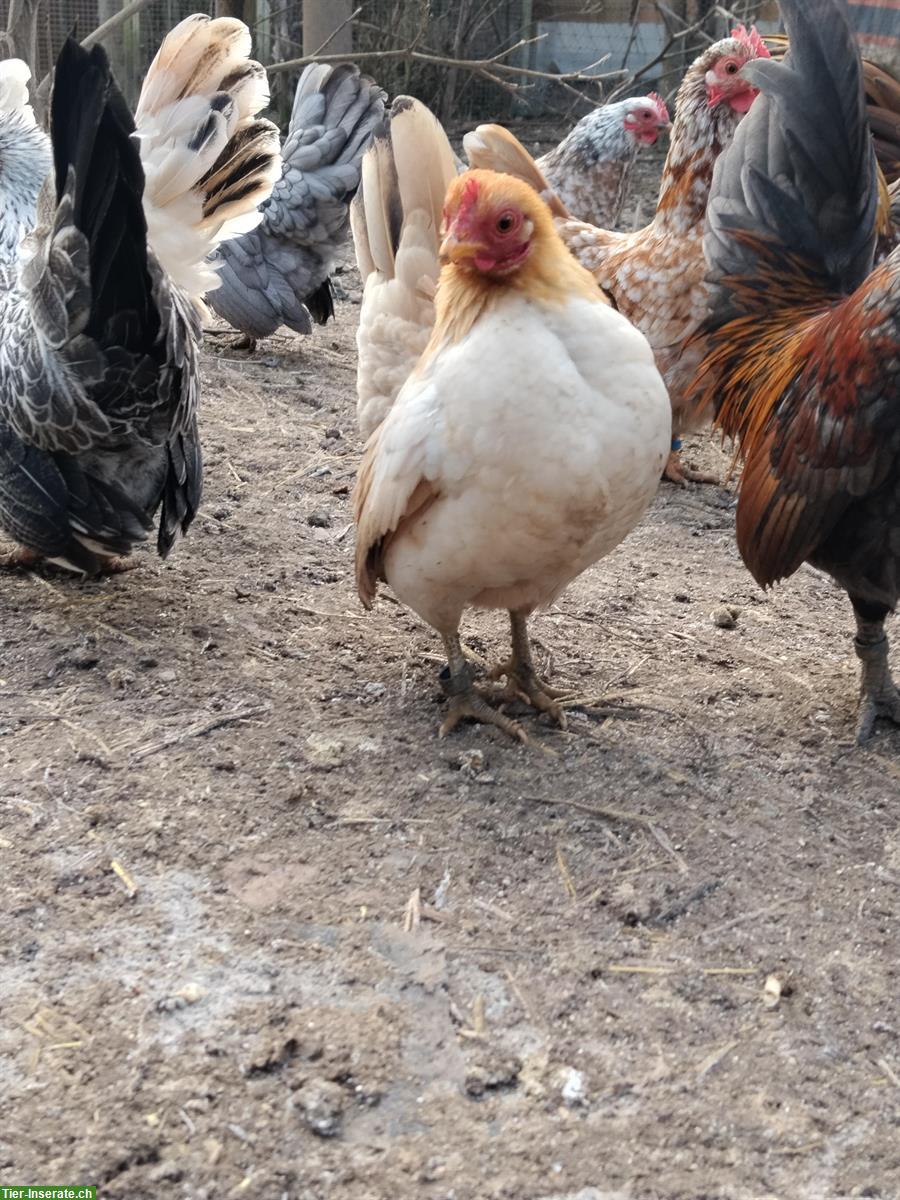 Bild 3: Europäische Serama Hennen, klein, sehr menschenbezogen