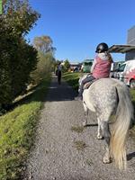 Biete Pflege- und Reitbeteiligungen nähe Winterthur