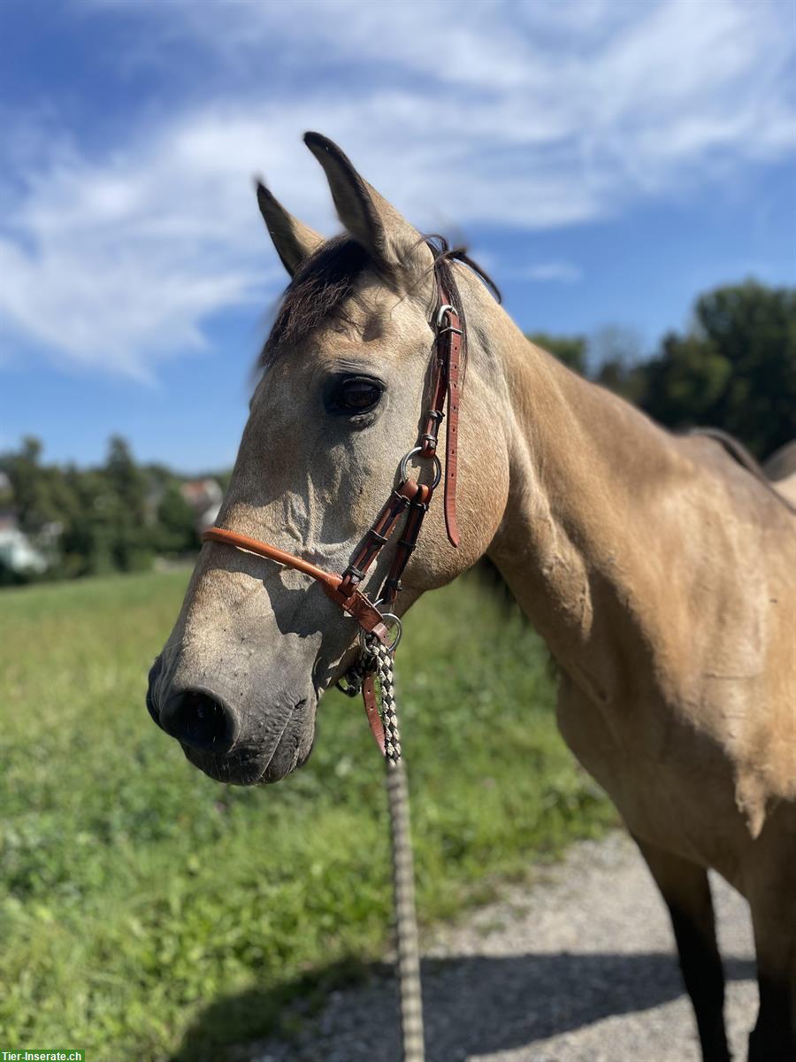 Bild 2: Biete Pflege- und Reitbeteiligungen nähe Winterthur