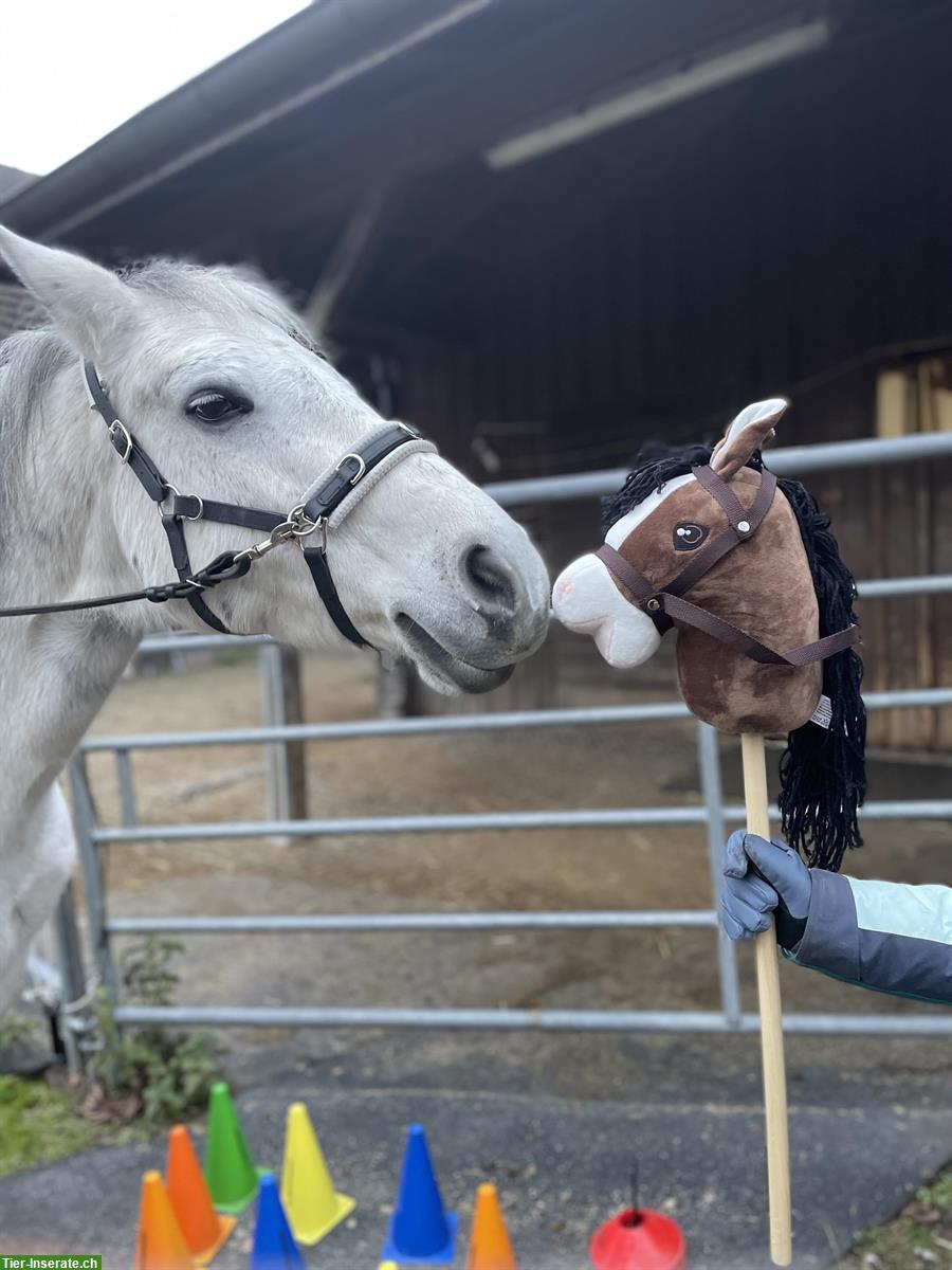 Bild 3: Biete Pflege- und Reitbeteiligungen nähe Winterthur
