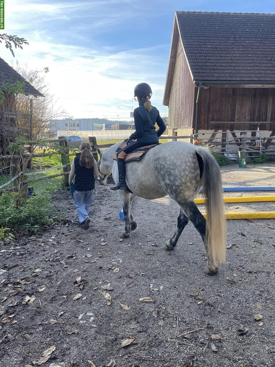 Bild 4: Biete Pflege- und Reitbeteiligungen nähe Winterthur